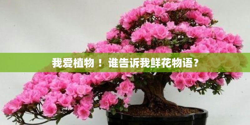 我爱植物 ！谁告诉我鲜花物语？