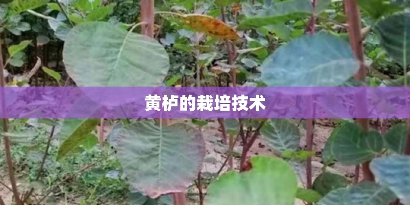 黄栌的栽培技术