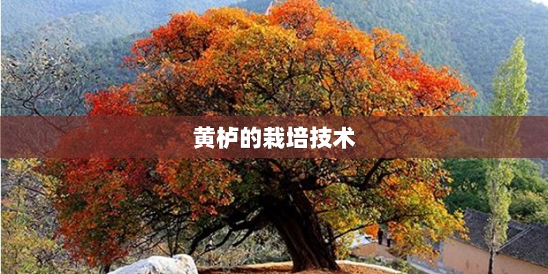 黄栌的栽培技术
