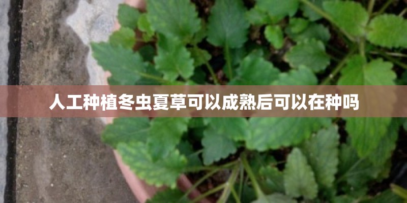 人工种植冬虫夏草可以成熟后可以在种吗