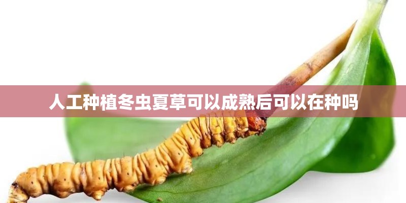 人工种植冬虫夏草可以成熟后可以在种吗