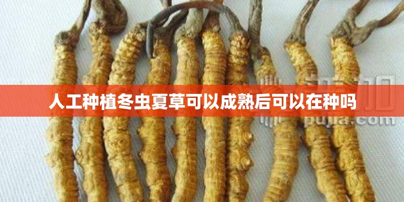 人工种植冬虫夏草可以成熟后可以在种吗