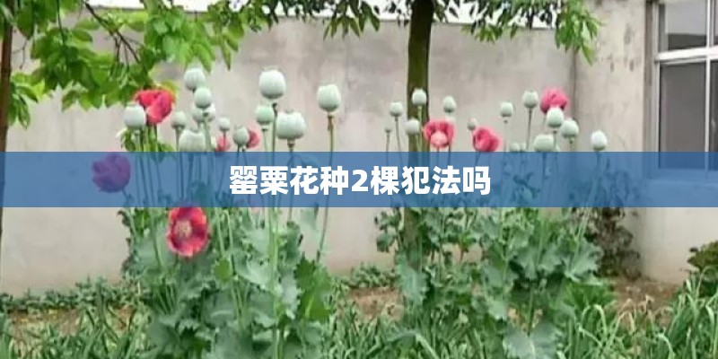 罂粟花种2棵犯法吗 罂粟花种2棵犯法吗