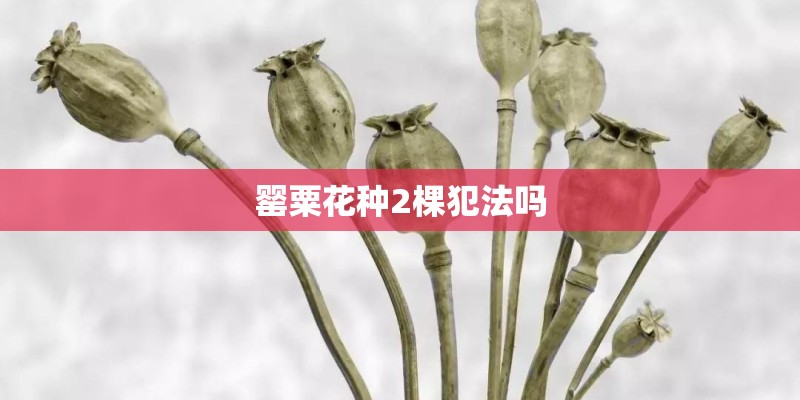 罂粟花种2棵犯法吗 罂粟花种2棵犯法吗