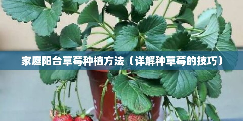 家庭阳台草莓种植方法（详解种草莓的技巧）