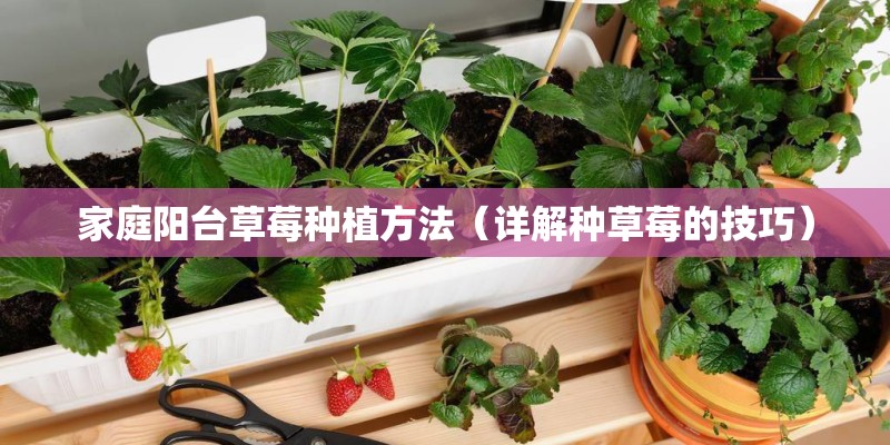 家庭阳台草莓种植方法（详解种草莓的技巧）