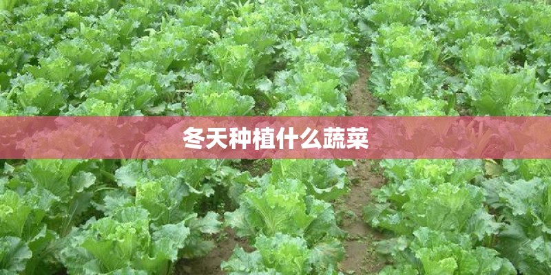 冬天种植什么蔬菜