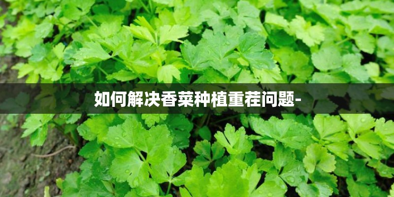 如何解决香菜种植重茬问题-