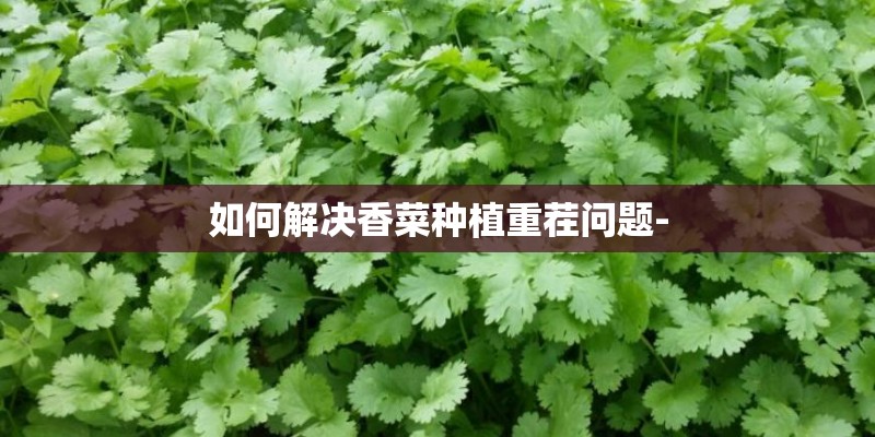 如何解决香菜种植重茬问题-