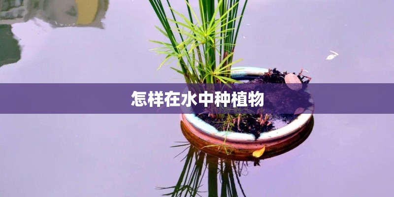 怎样在水中种植物