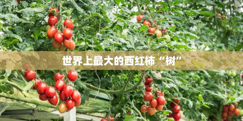 世界上最大的西红柿“树”