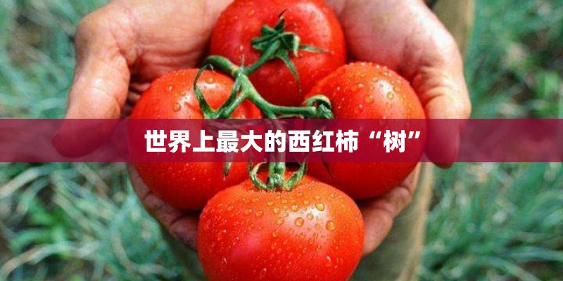 世界上最大的西红柿“树”
