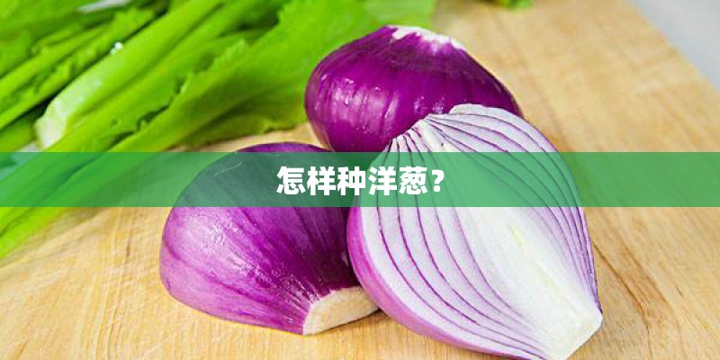 怎样种洋葱? 怎样种洋葱?