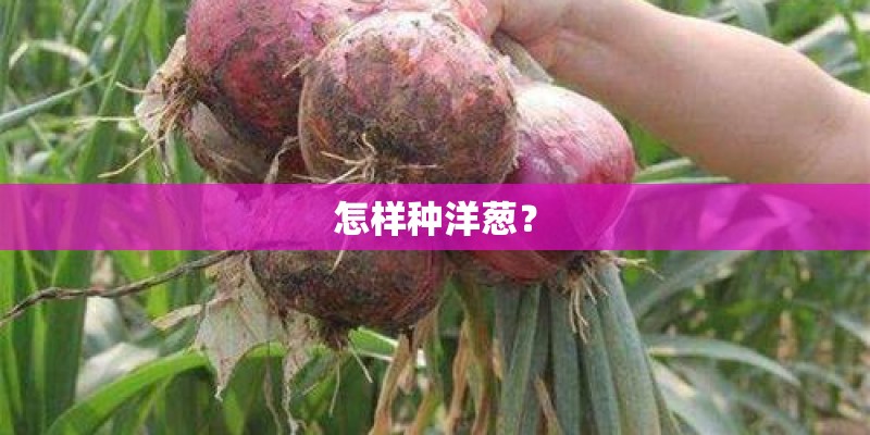 怎样种洋葱? 怎样种洋葱?