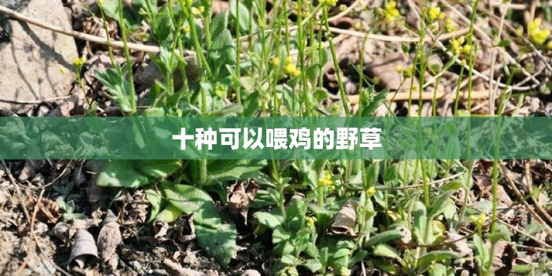 十种可以喂鸡的野草