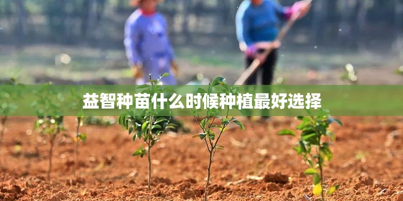 益智种苗什么时候种植最好选择