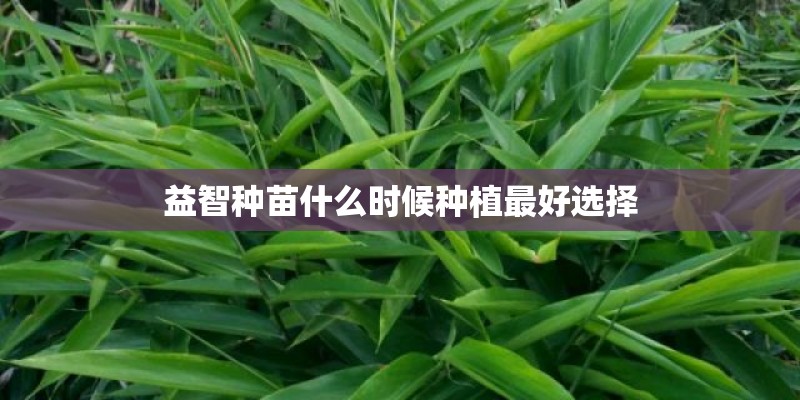 益智种苗什么时候种植最好选择