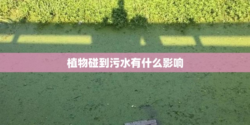 植物碰到污水有什么影响