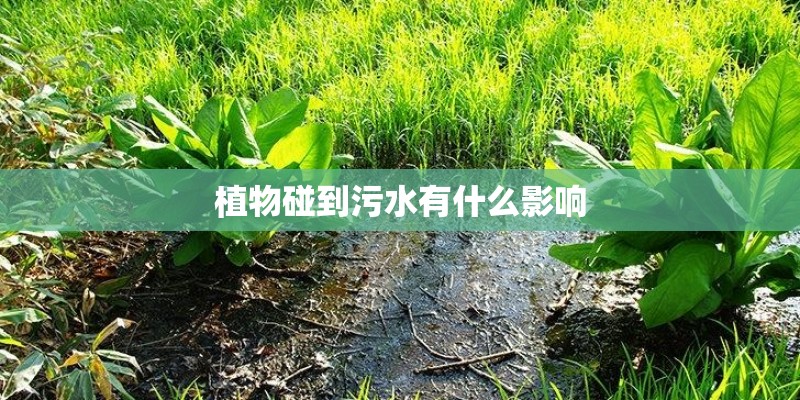 植物碰到污水有什么影响