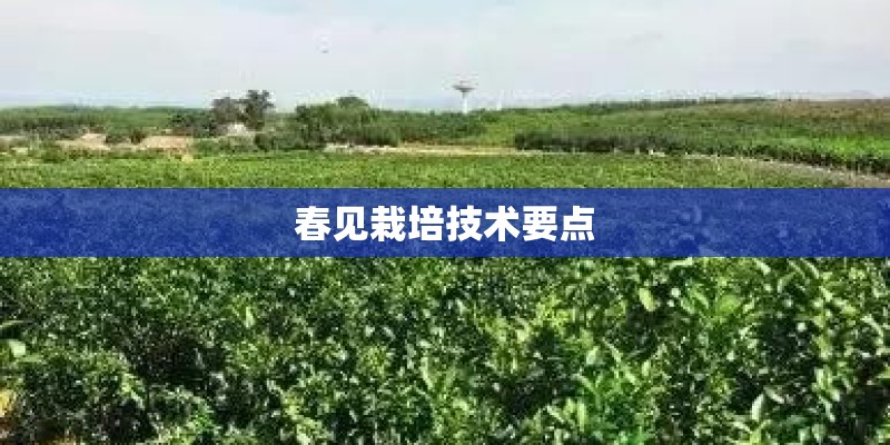 春见栽培技术要点