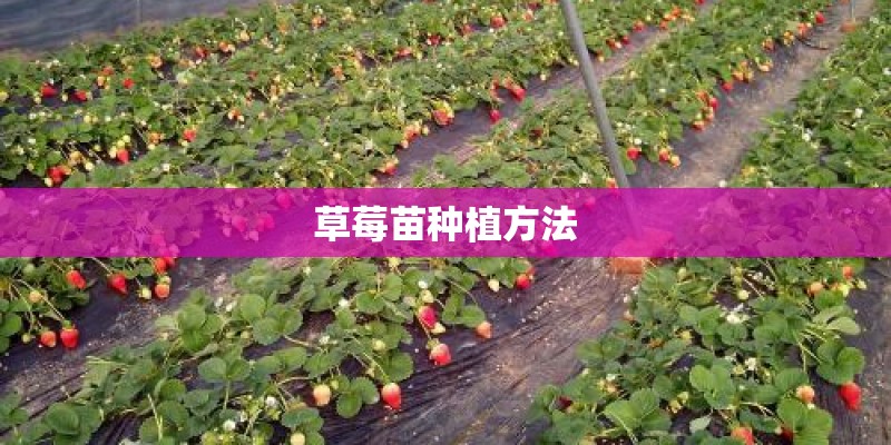 草莓苗种植方法