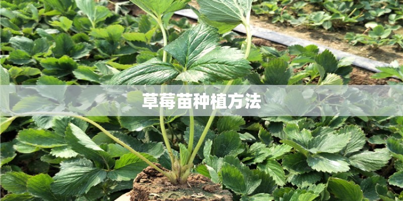 草莓苗种植方法