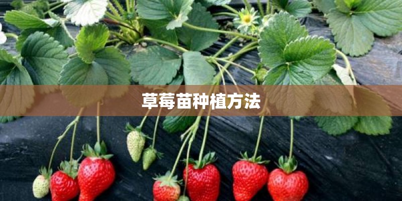 草莓苗种植方法