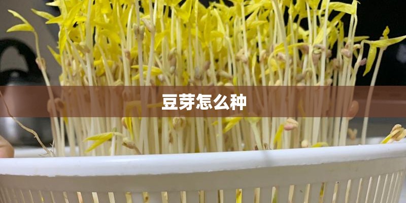 豆芽怎么种