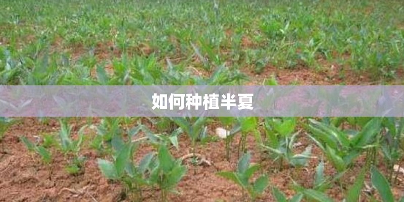如何种植半夏