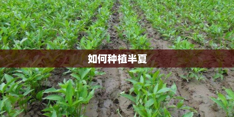 如何种植半夏