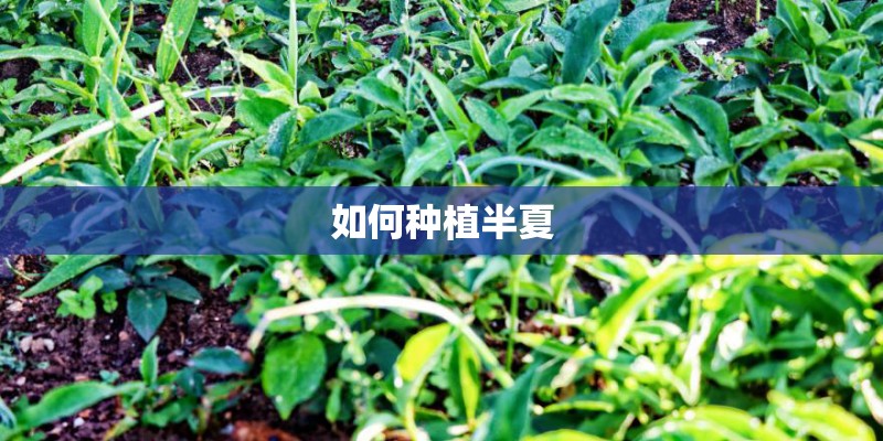如何种植半夏