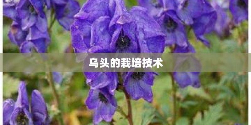 乌头的栽培技术