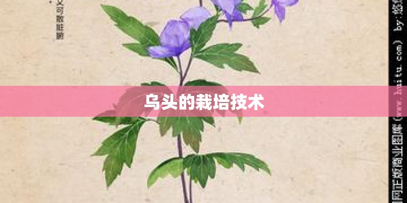 乌头的栽培技术