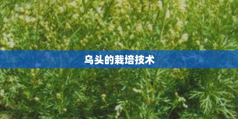 乌头的栽培技术