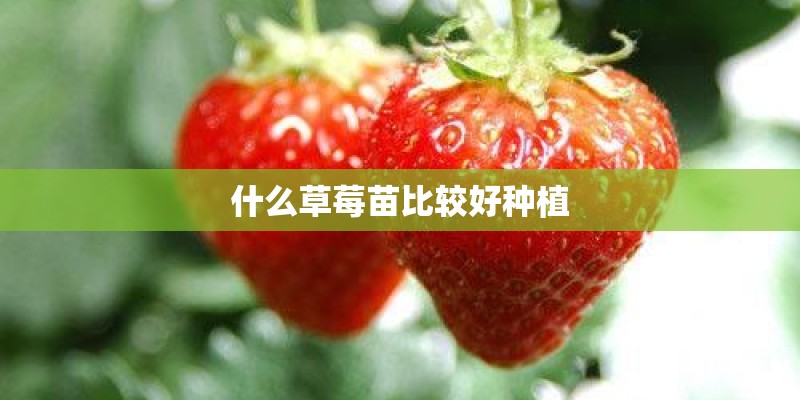 什么草莓苗比较好种植