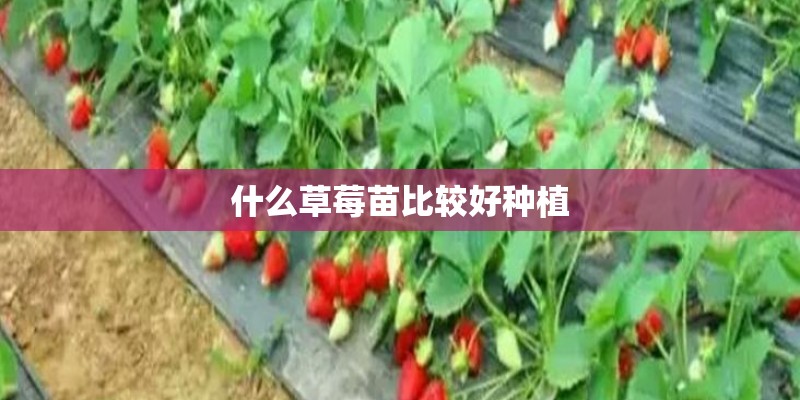 什么草莓苗比较好种植
