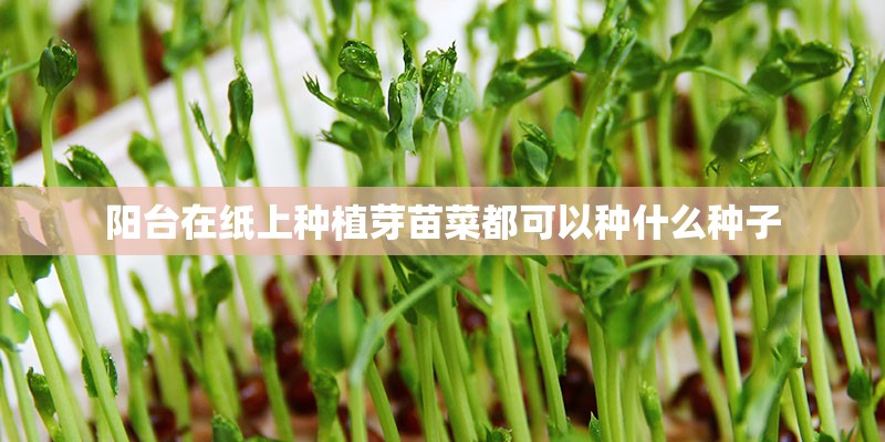 阳台在纸上种植芽苗菜都可以种什么种子