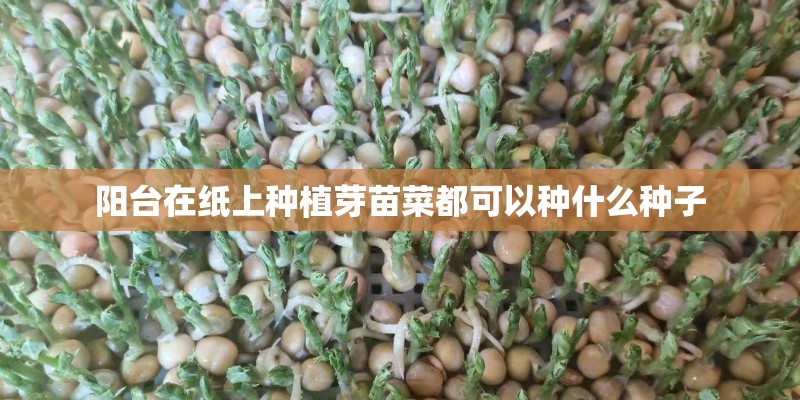 阳台在纸上种植芽苗菜都可以种什么种子