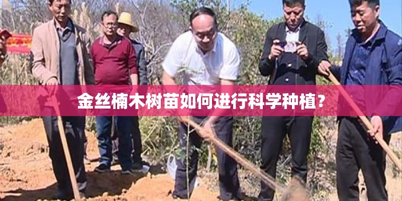 金丝楠木树苗如何进行科学种植？