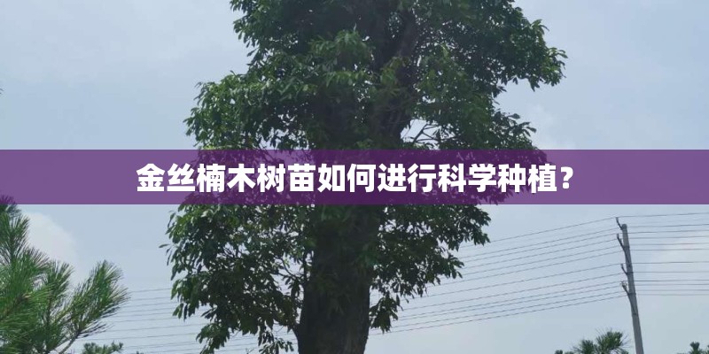 金丝楠木树苗如何进行科学种植？