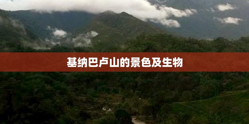 基纳巴卢山的景色及生物