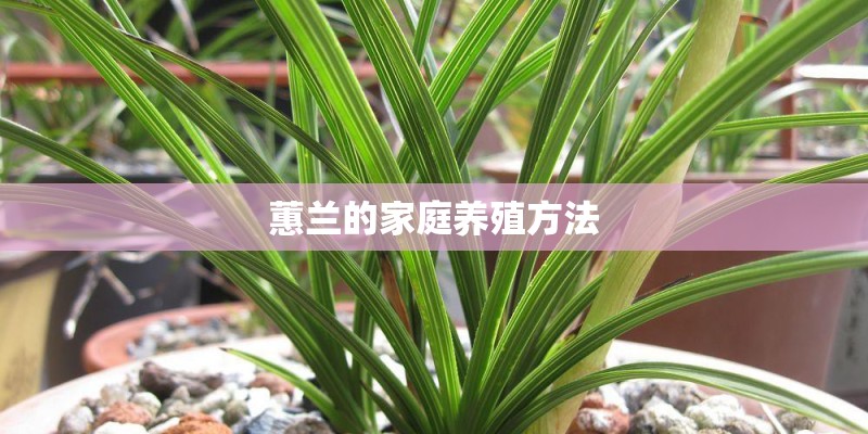 蕙兰的家庭养殖方法