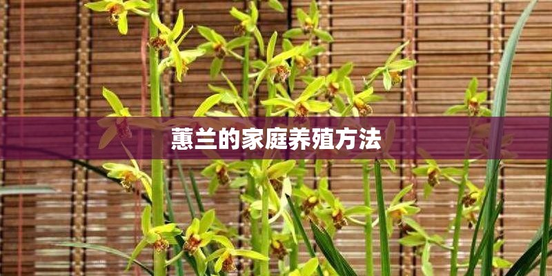 蕙兰的家庭养殖方法 蕙兰的家庭养殖方法