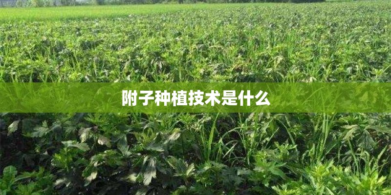 附子种植技术是什么