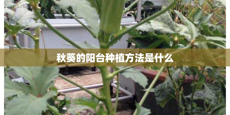 秋葵的阳台种植方法是什么 秋葵的阳台种植方法是什么