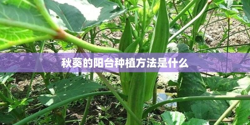 秋葵的阳台种植方法是什么 秋葵的阳台种植方法是什么