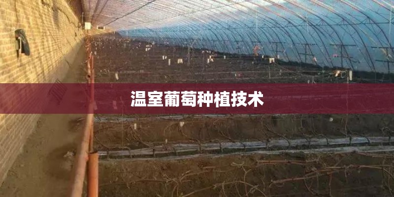 温室葡萄种植技术