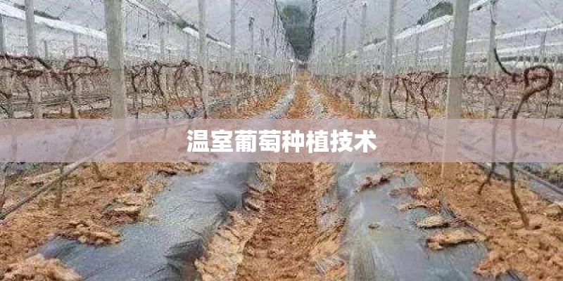 温室葡萄种植技术