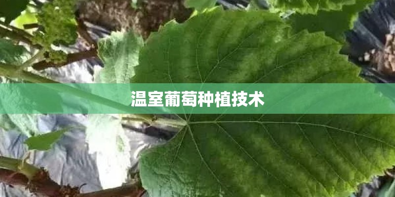 温室葡萄种植技术
