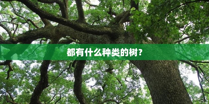 都有什么种类的树？
